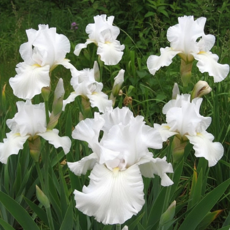 Iris des jardins Wedding Bouquet