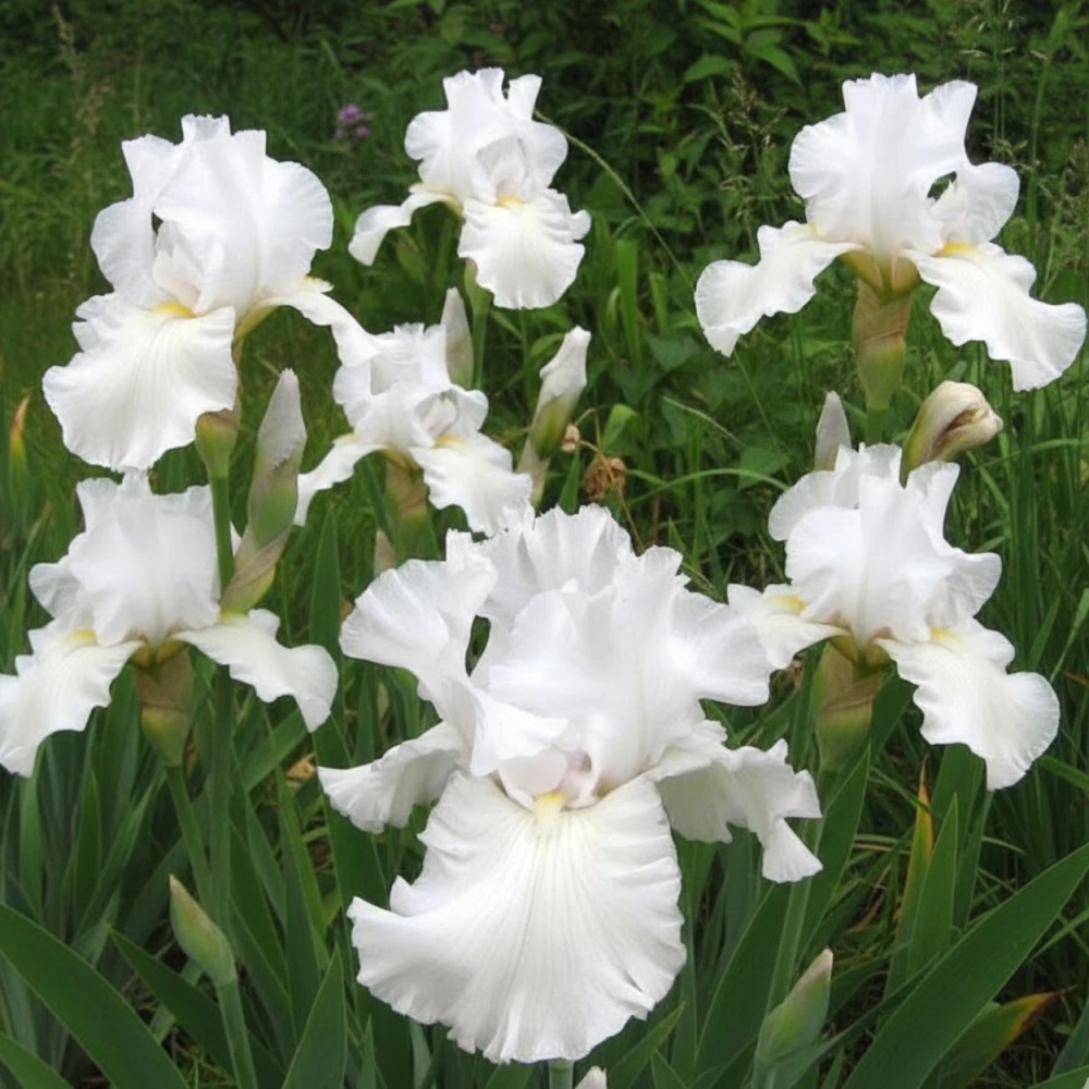 Iris des jardins Wedding Bouquet