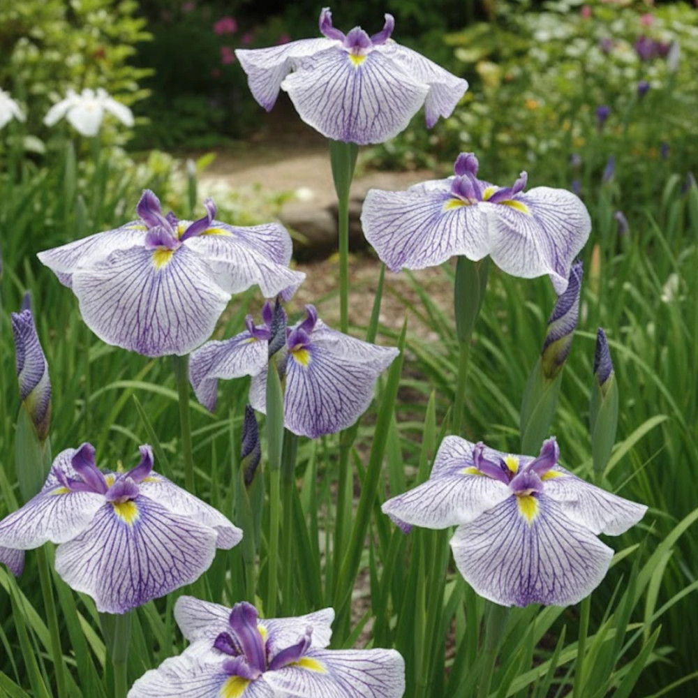 Iris japonais Caprician Butterfly