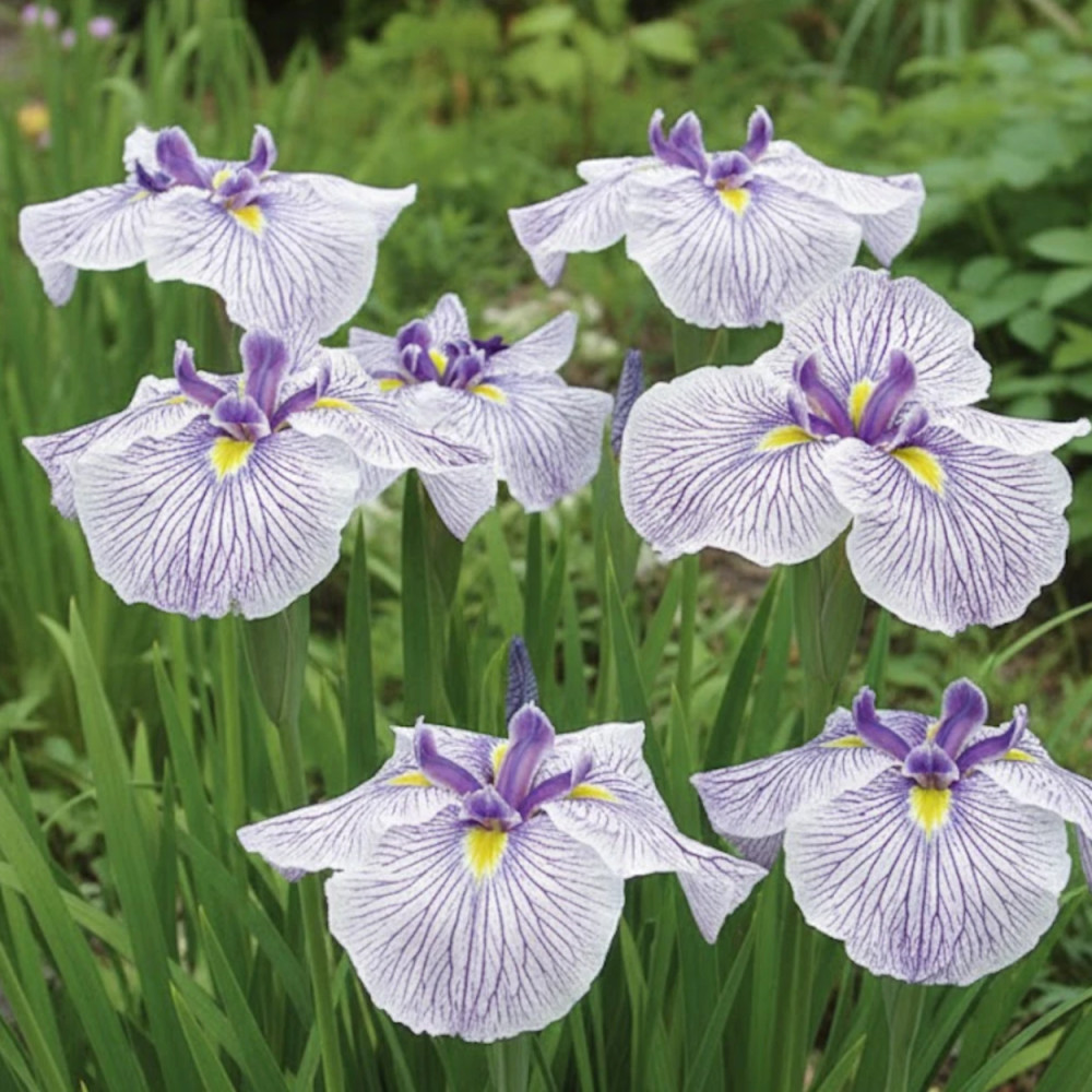 Iris japonais Caprician Butterfly