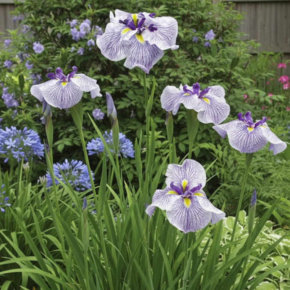 Iris japonais Caprician Butterfly