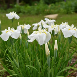Iris japonais Comtesse de Paris