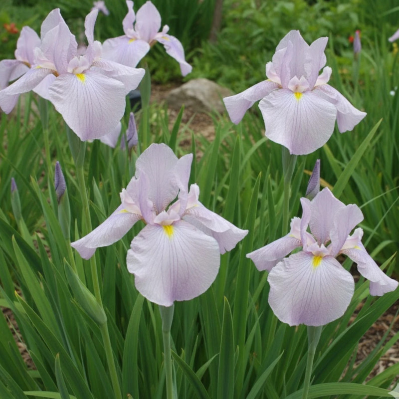 Iris japonais Darling