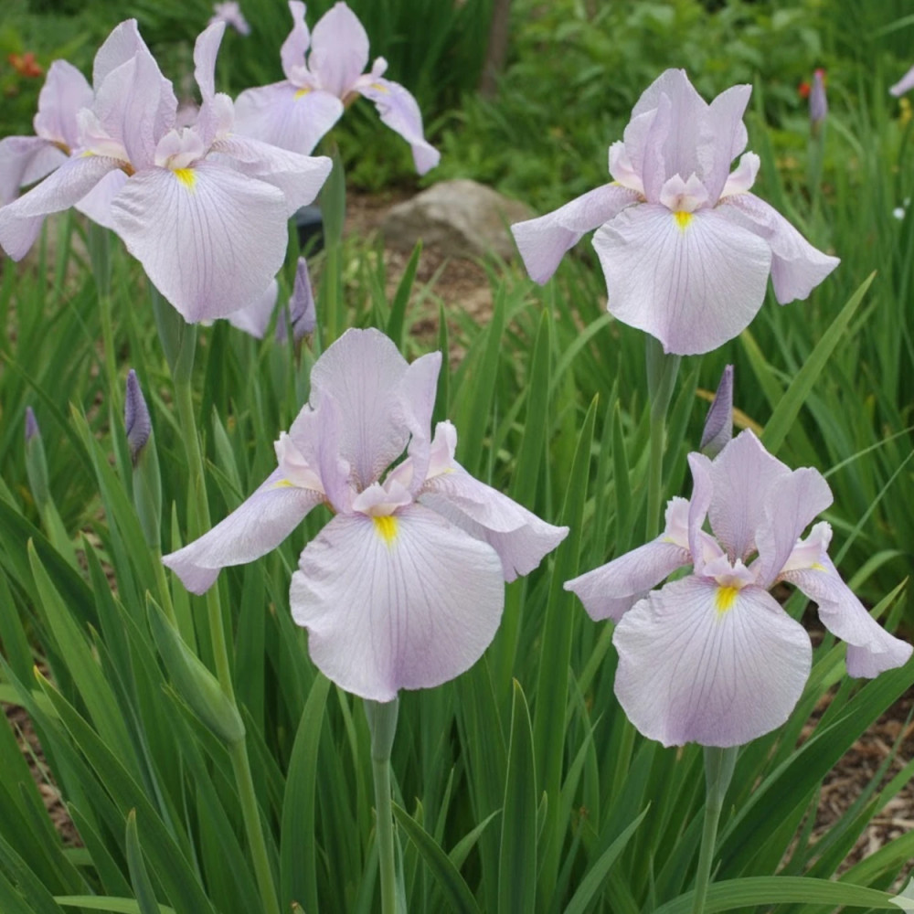 Iris japonais Darling Iris japonais Darling