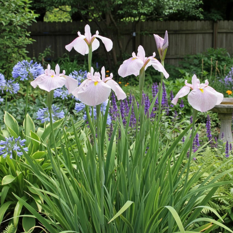 Iris japonais Darling