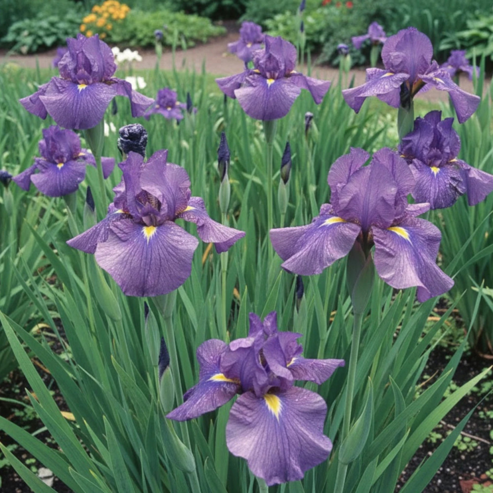 Iris japonais Geisha-Hiskiki Iris japonais Geisha-Hiskiki