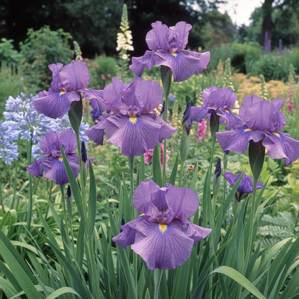 Iris japonais Geisha-Hiskiki Iris japonais Geisha-Hiskiki