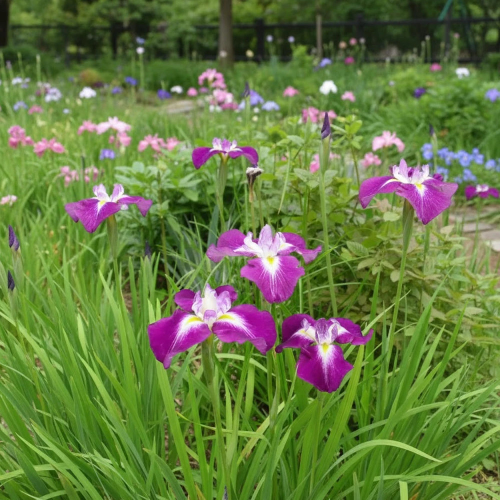 Iris japonais Himatsuri