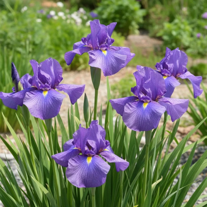Iris japonais Mme Bigot