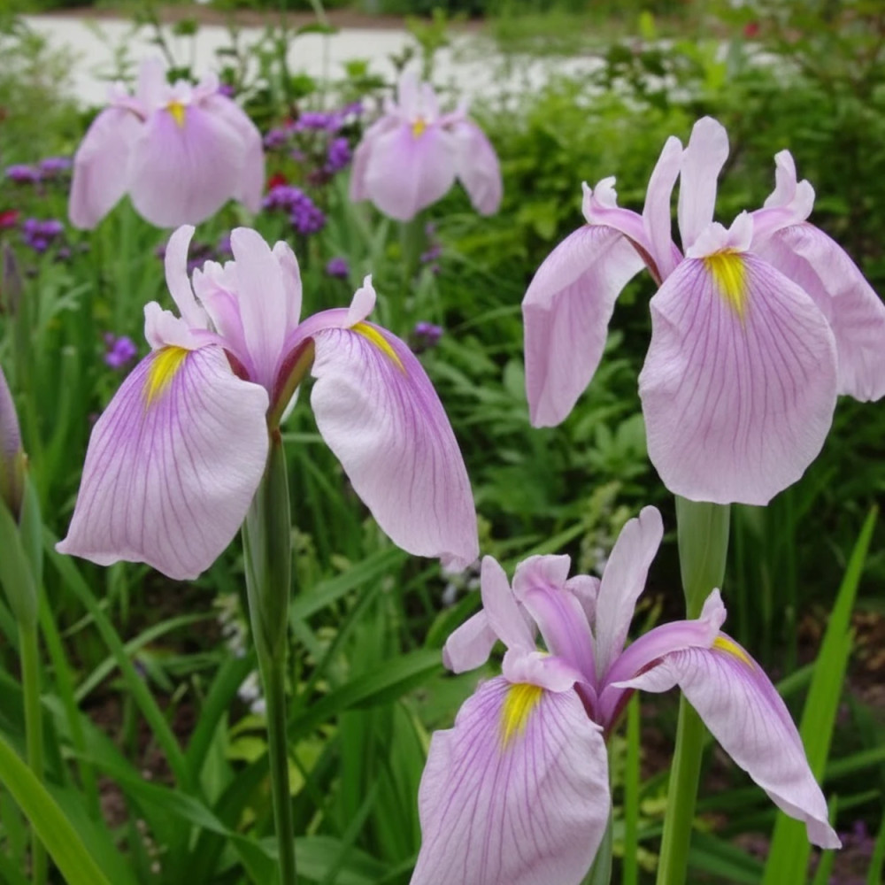 Iris japonais Momozomo Iris japonais Momozomo