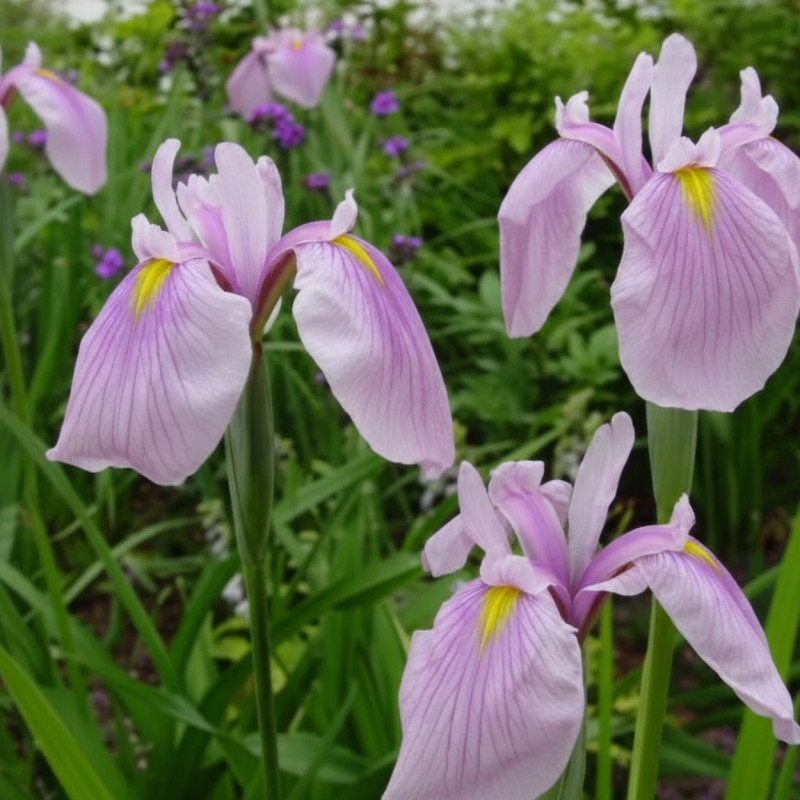 Iris japonais Momozomo