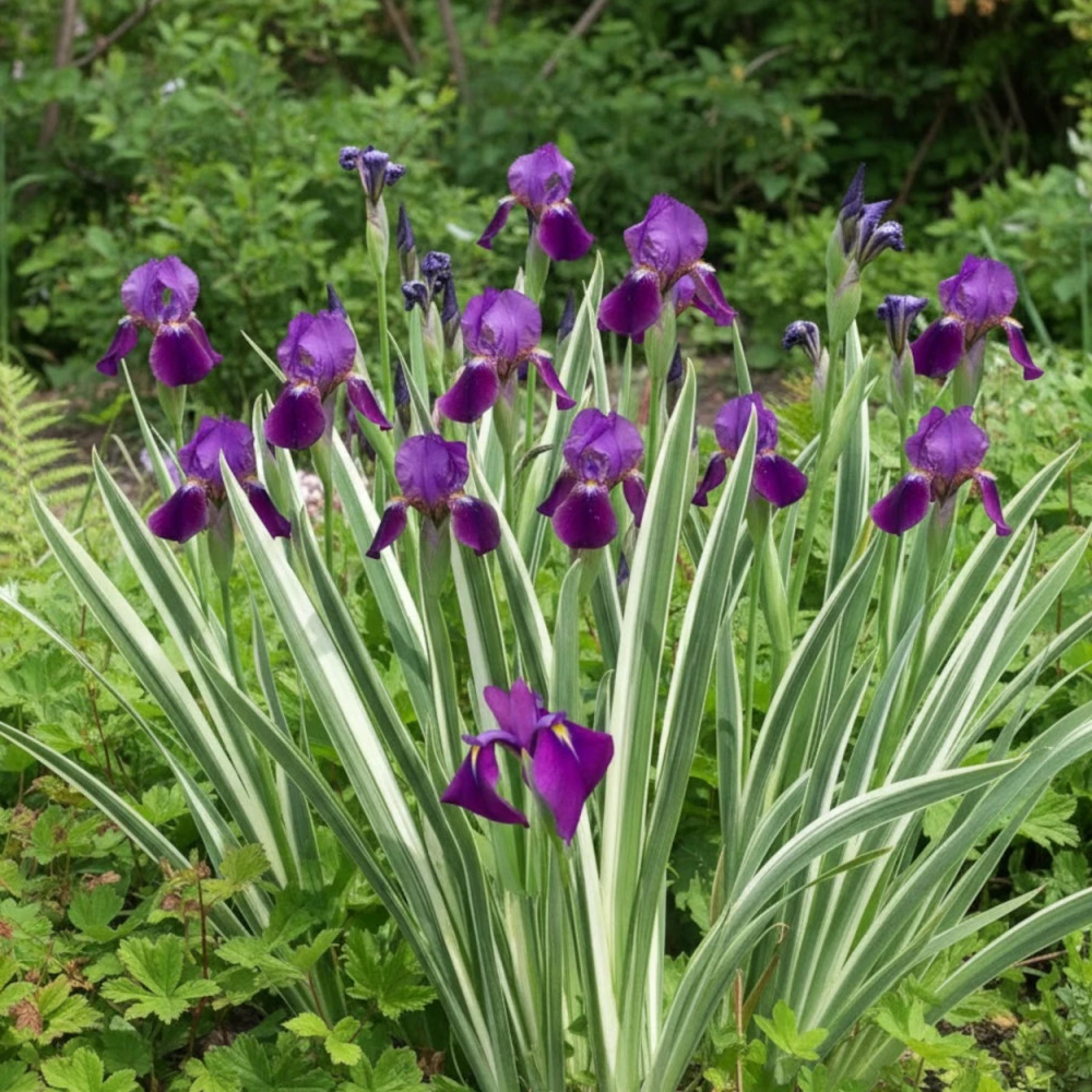 Iris japonais Variegata Iris japonais Variegata