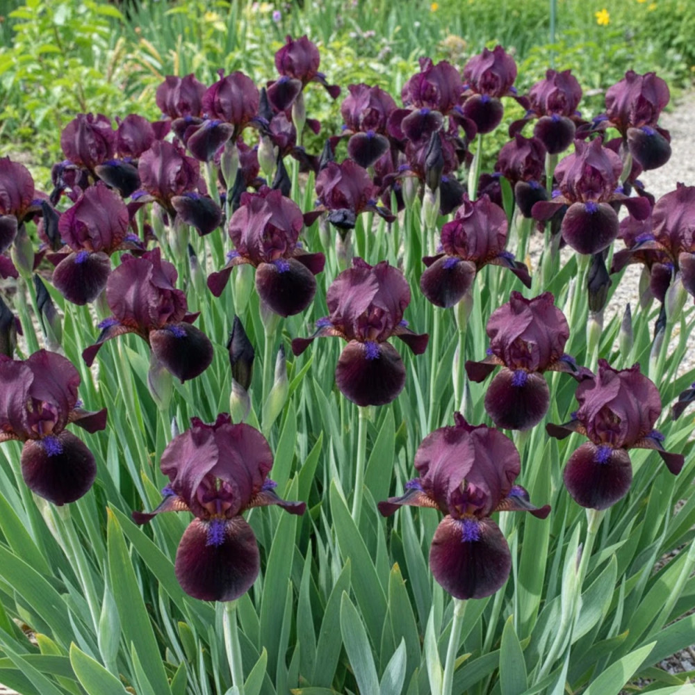 Iris nain lilliput Cherry Garden Iris nain lilliput Cherry Garden