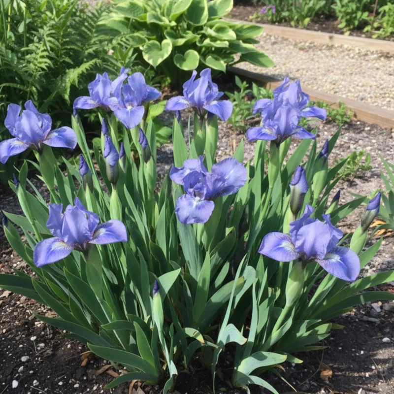 Iris nain lilliput Sapphire Gem