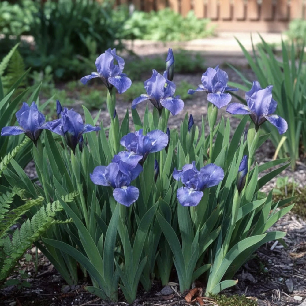 Iris nain lilliput Sapphire Gem