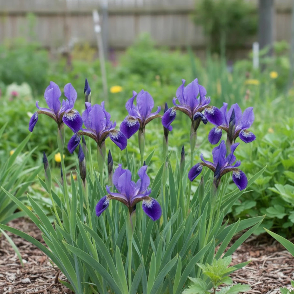 Iris versicolore Dark Aura Iris versicolore Dark Aura