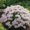 Iberis Sweetheart