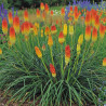 Kniphofia, Tison de Satan Grandiflora