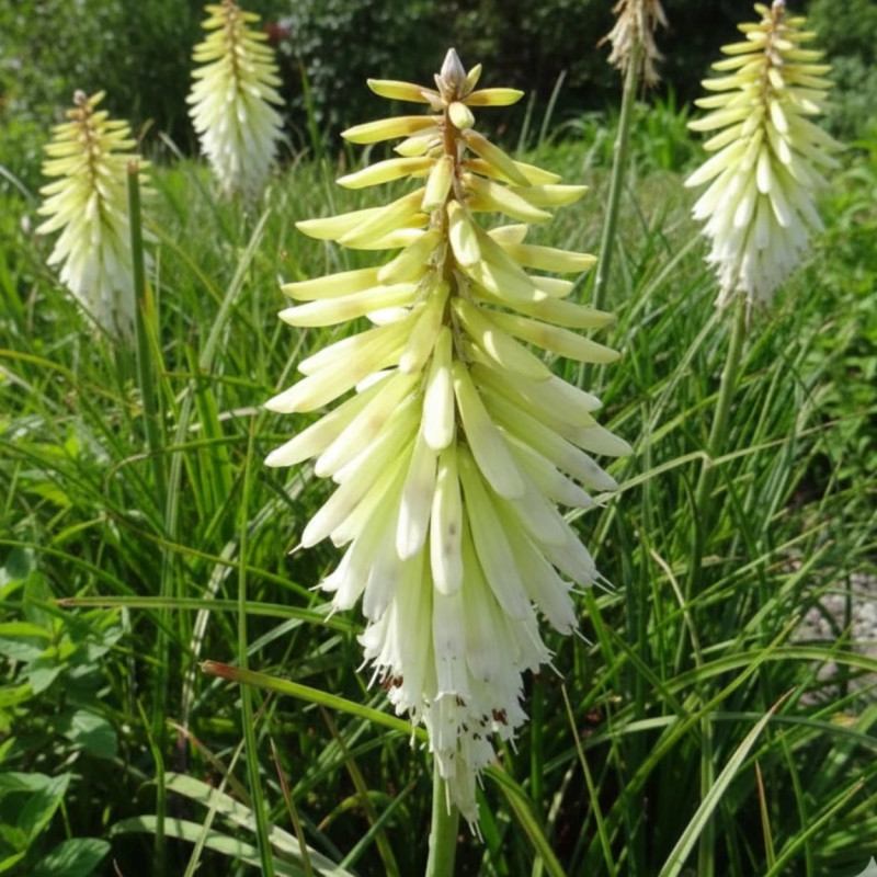 Kniphofia, Tison de Satan Ice Queen