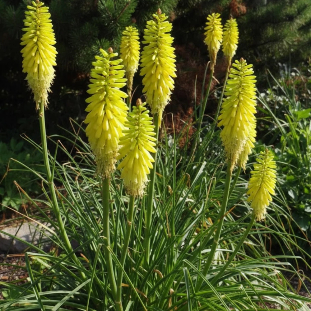 Kniphofia, Tison de Satan Lemon Popsicle®