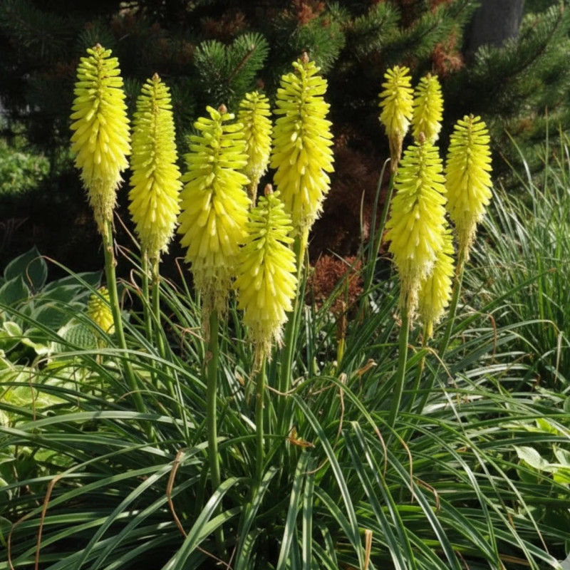 Kniphofia, Tison de Satan Lemon Popsicle®