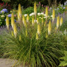 Kniphofia, Tison de Satan Little Maid