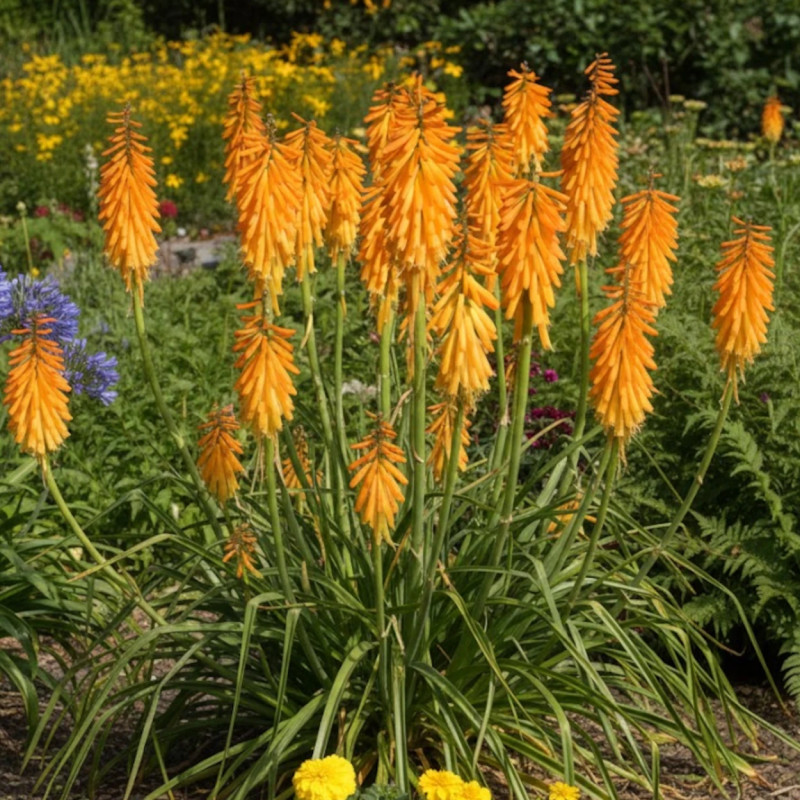 Kniphofia, Tison de Satan Mango Popsicle®