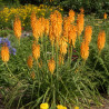 Kniphofia, Tison de Satan Mango Popsicle®