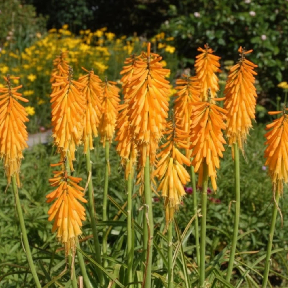 Kniphofia, Tison de Satan Mango Popsicle®