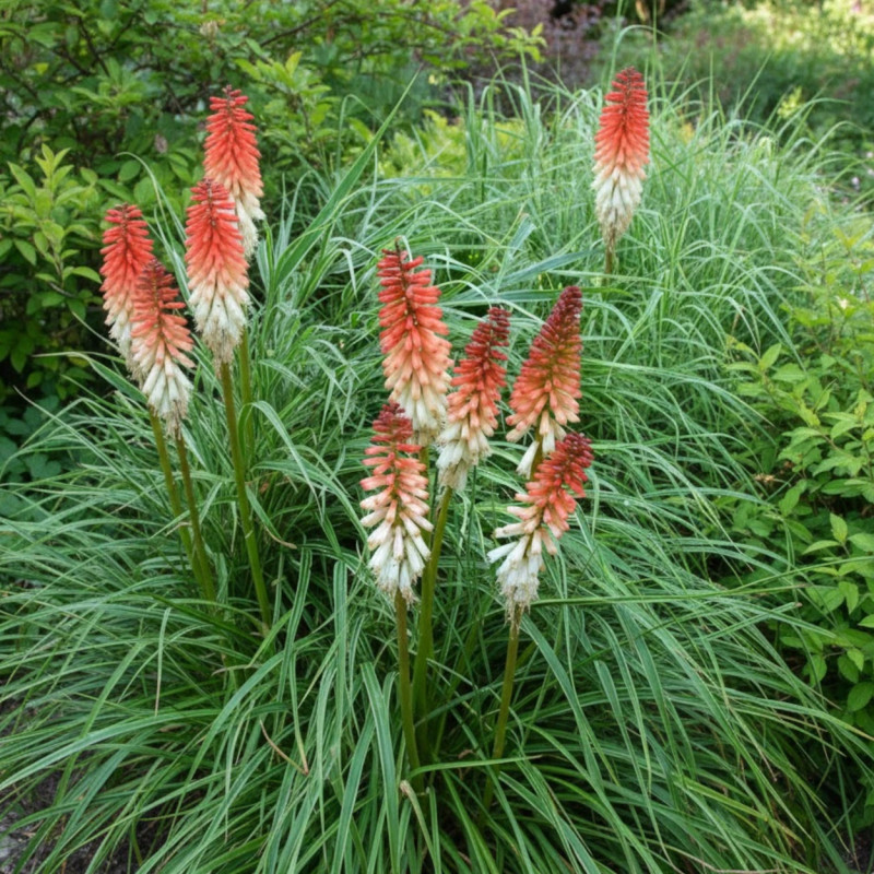 Kniphofia, Tison de Satan Orange Vanilla Popsicle®