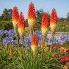 Kniphofia, Tison de Satan Papaya Popsicle®