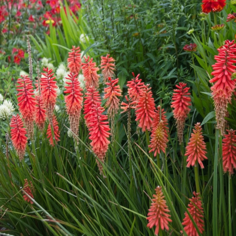Kniphofia, Tison de Satan Poco Red®