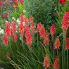 Kniphofia, Tison de Satan Poco Red®