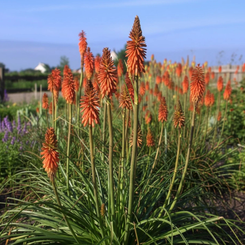 Kniphofia, Tison de Satan Vincent Lepage