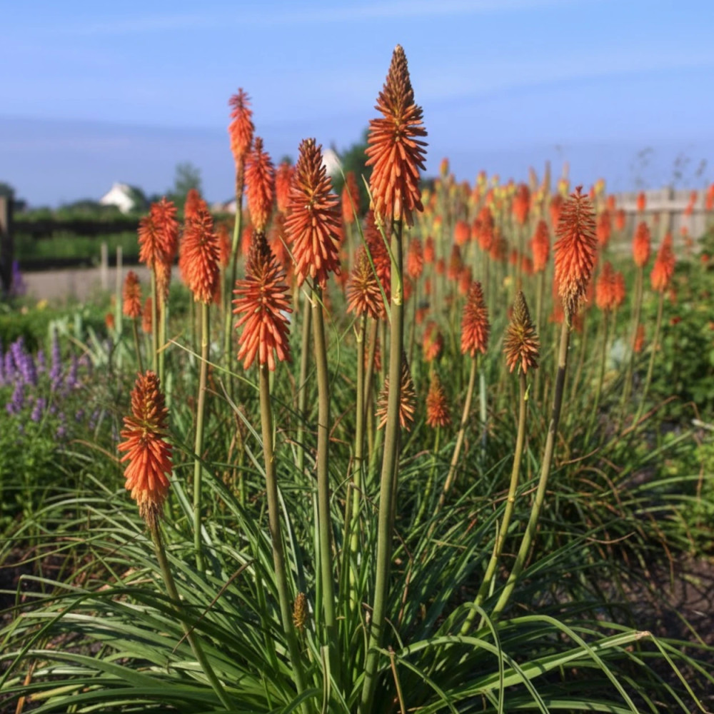 Kniphofia, Tison de Satan Vincent Lepage