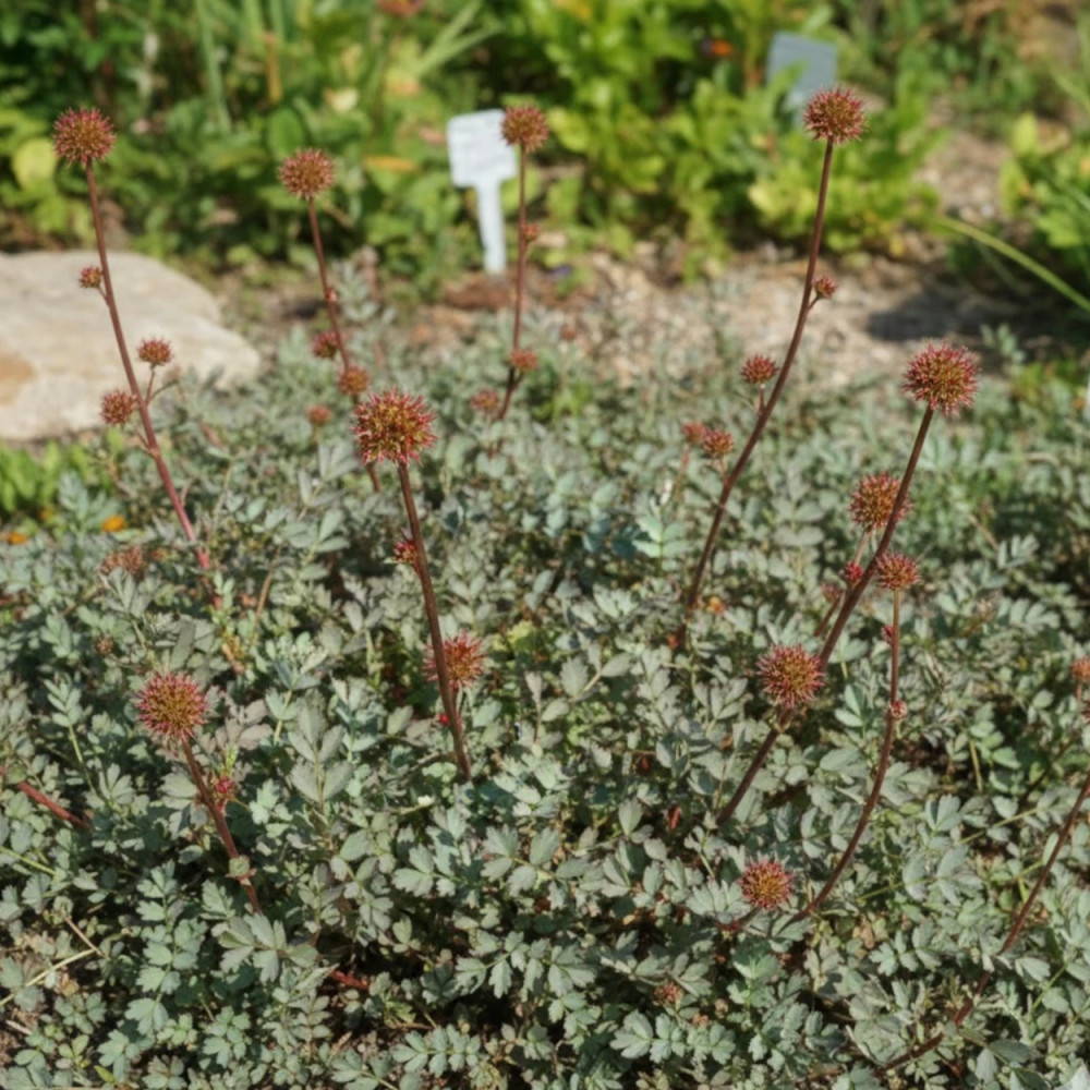 Lampourde de Magellan, Acaena adscendens Lampourde de Magellan, Acaena adscendens