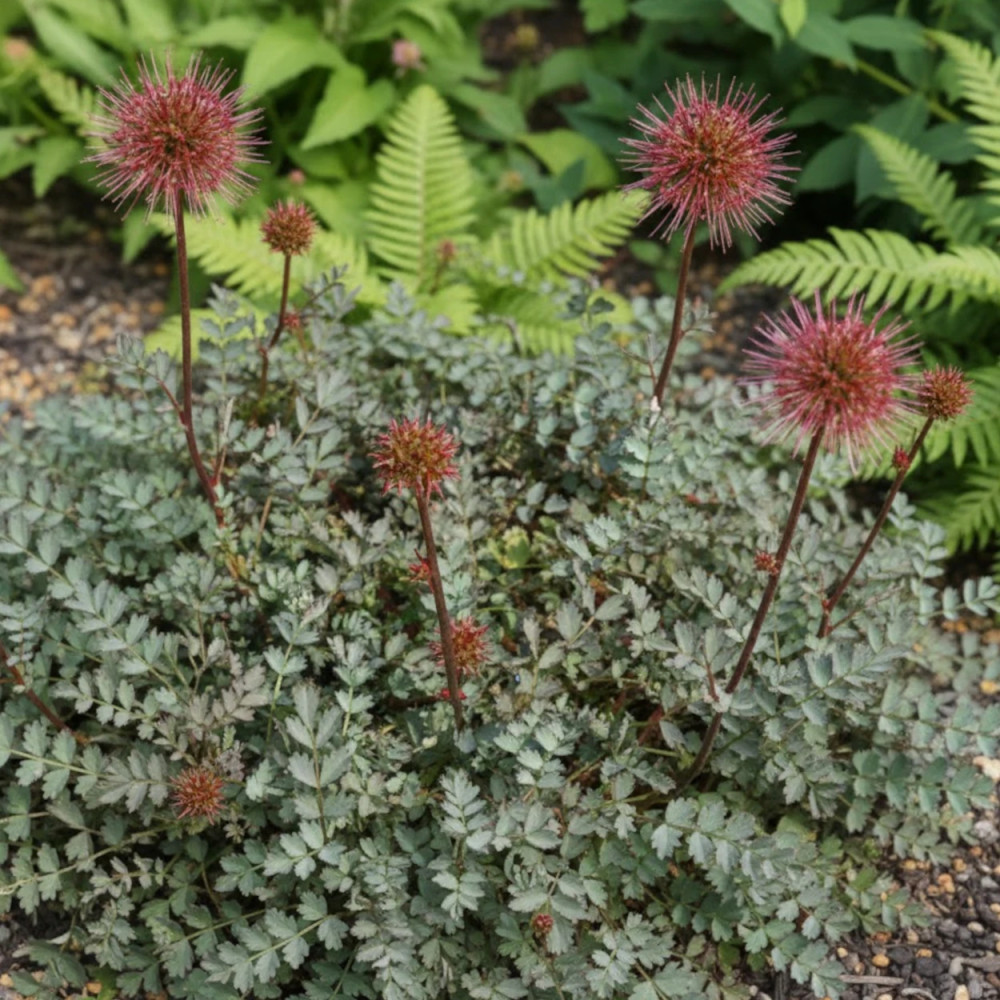 Lampourde de Magellan, Acaena adscendens Lampourde de Magellan, Acaena adscendens