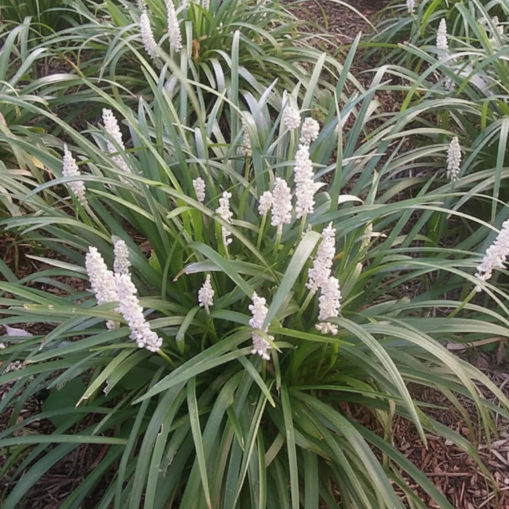 Liriope muscari Monroe White