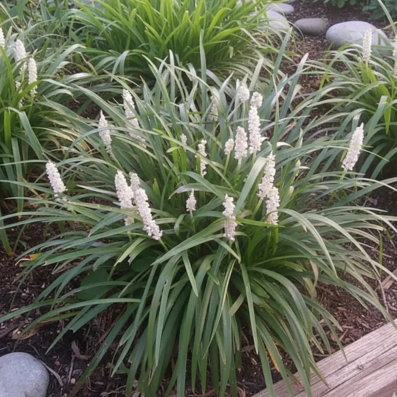 Liriope muscari Monroe White