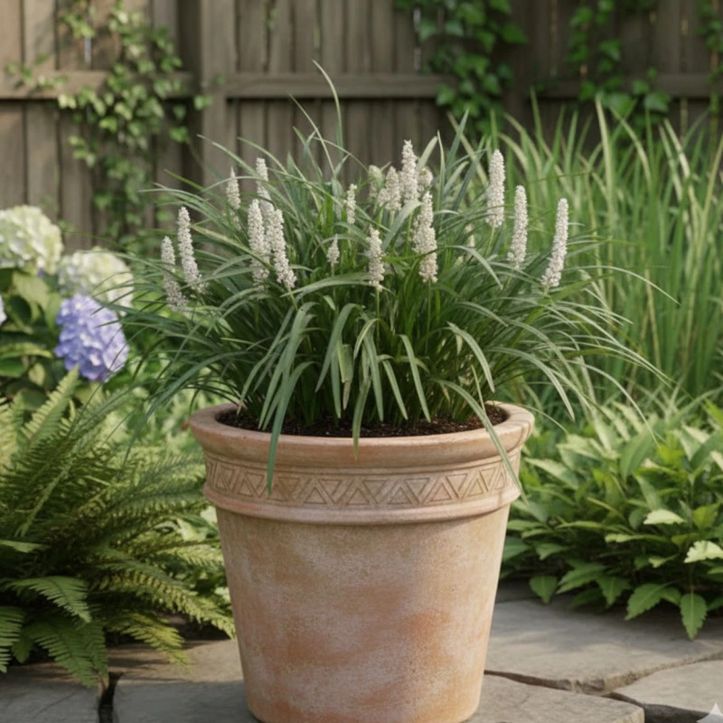 Liriope muscari Monroe White