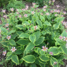 Lis orchidée Autumn Glow, Tricyrtis