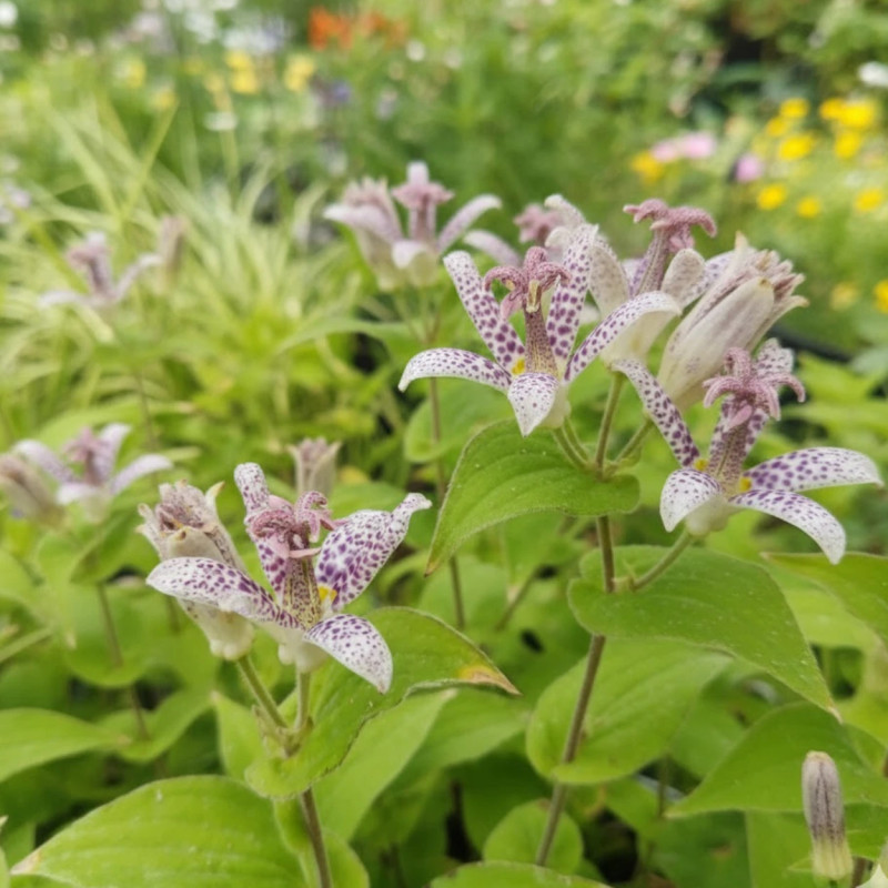 Lis orchidée hirta, Tricyrtis