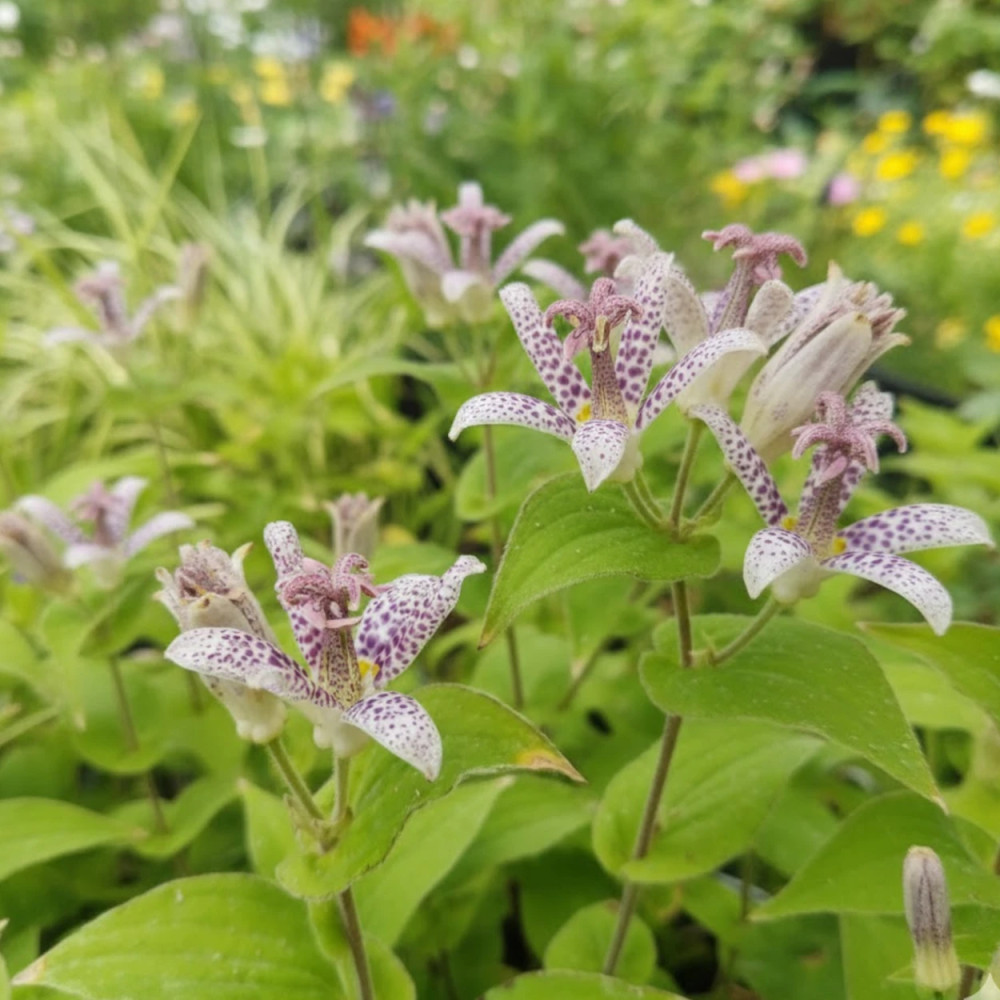 Lis orchidée hirta, Tricyrtis