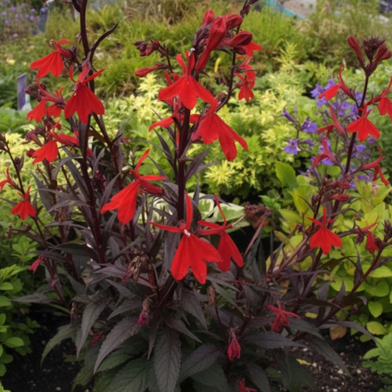 Lobelia Elmfeuer