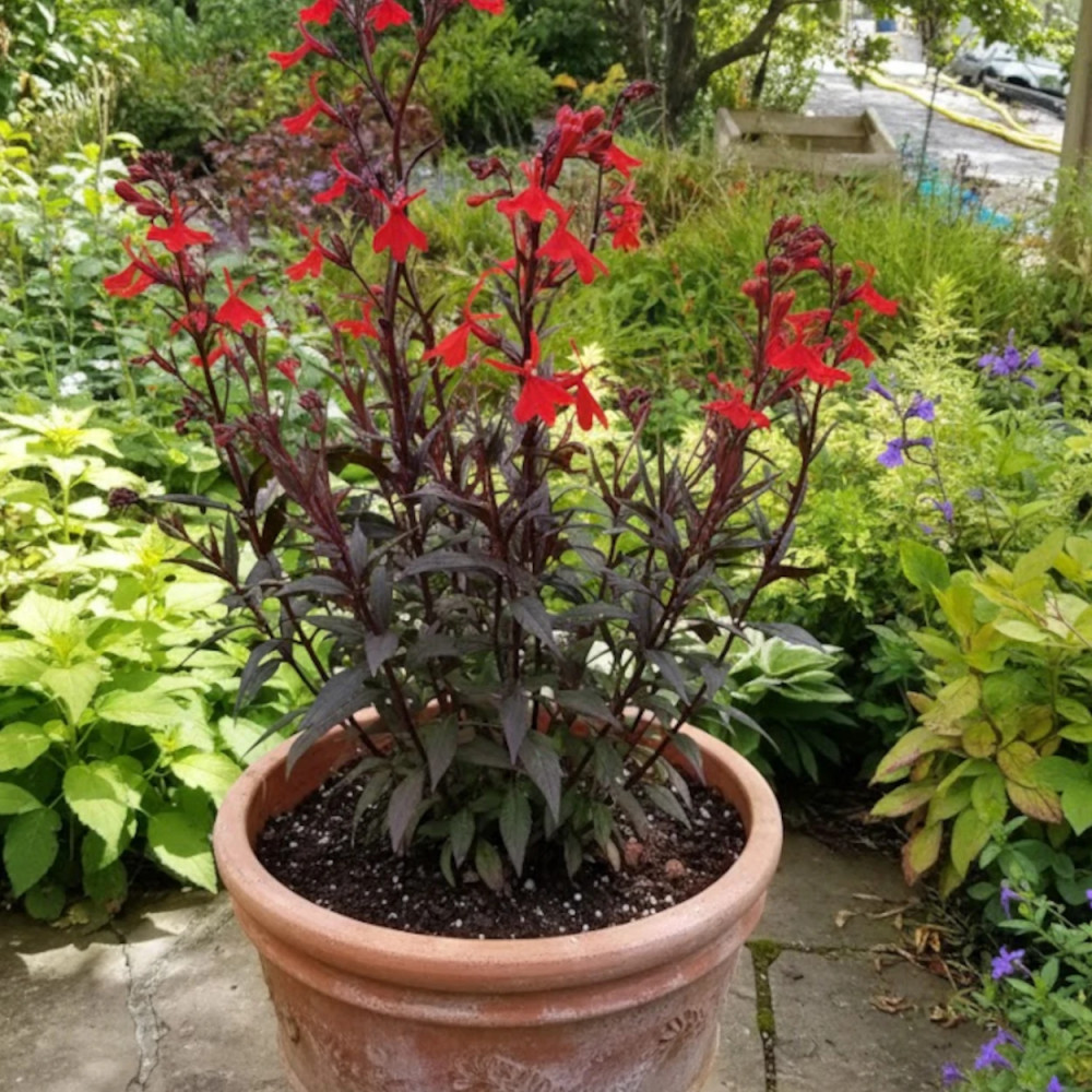 Lobelia Elmfeuer