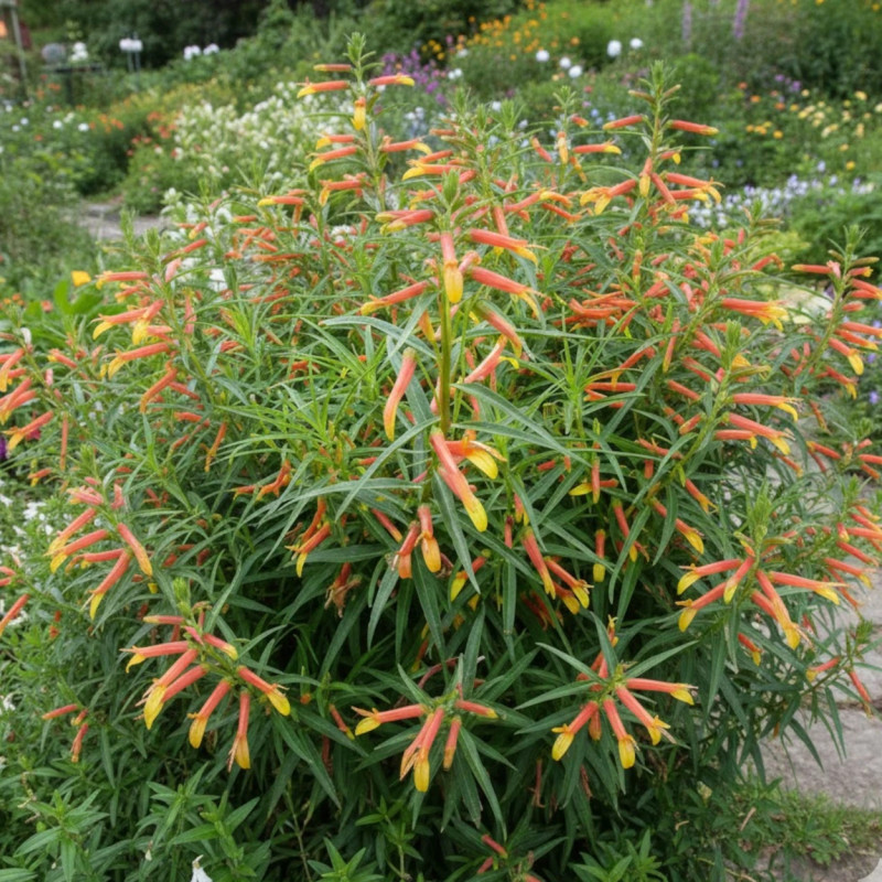 Lobelia laxifolia