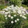 Marguerite d\'été Alaska