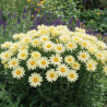 Marguerite d\'été Banana Cream®
