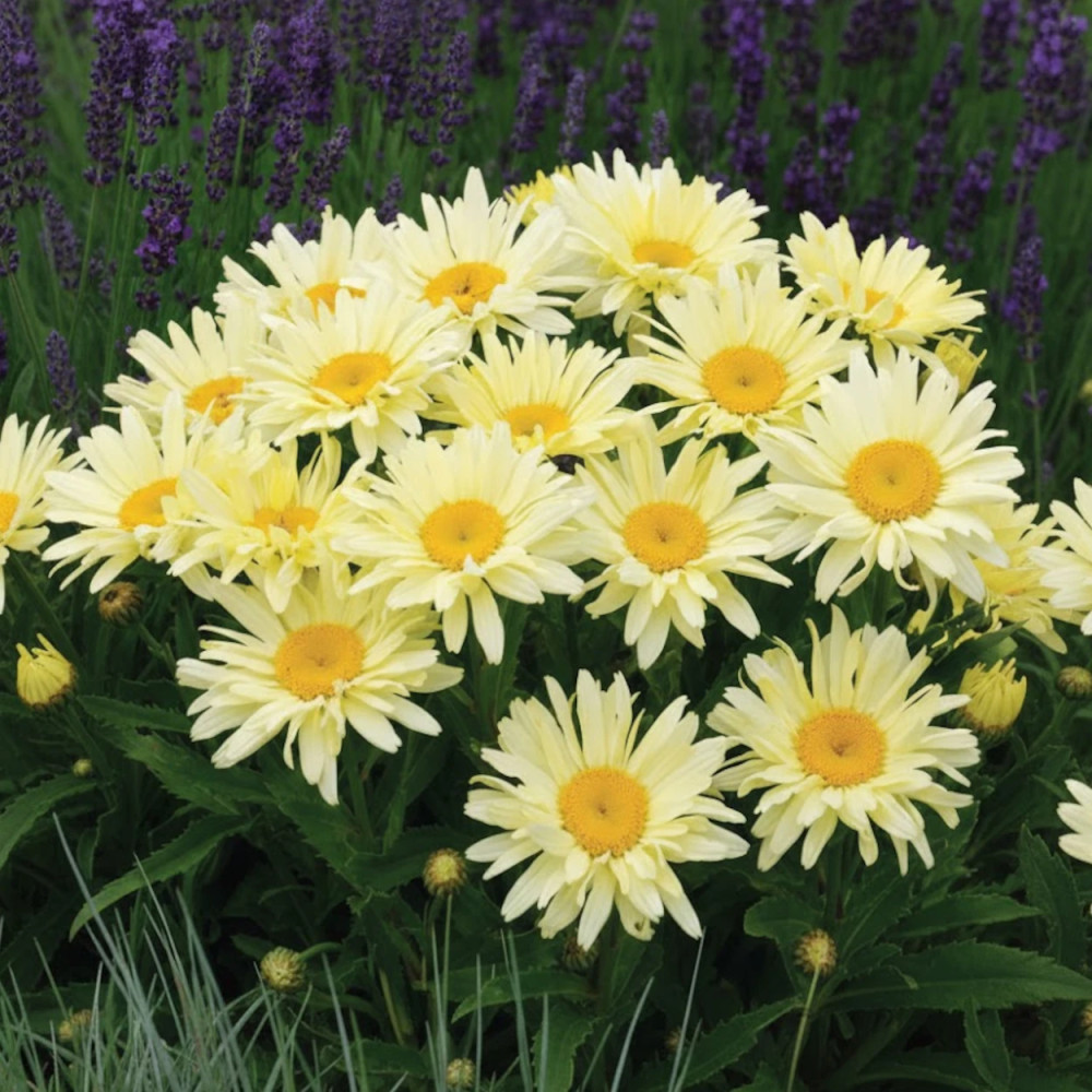 Marguerite d'été Banana Cream® Marguerite d'été Banana Cream®