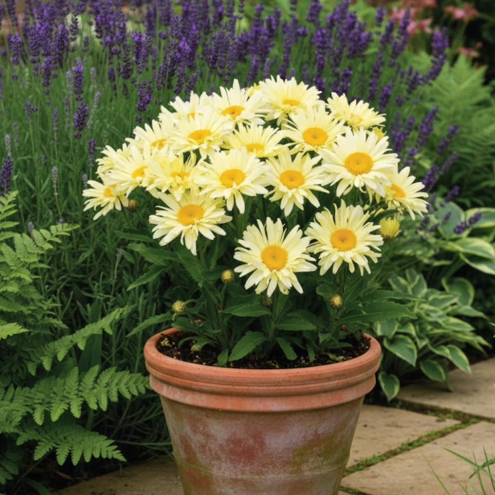 Marguerite d'été Banana Cream® Marguerite d'été Banana Cream®